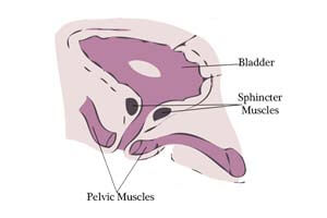 pelvic muscles